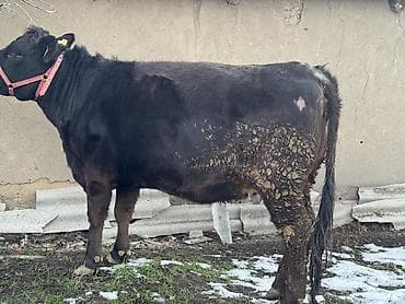 Собаки: Продаю | Корова (самка) | Ангус | Для разведения | Стельные — 4