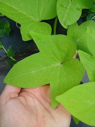 картошка семеная: Ипомея батат (Ipomoea batatas) — декоративные сорта для клумб, кашпо и — 6