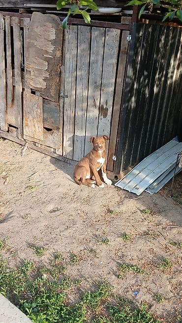 Продажа собак: Питбуль, 2 месяца, Самка — 6