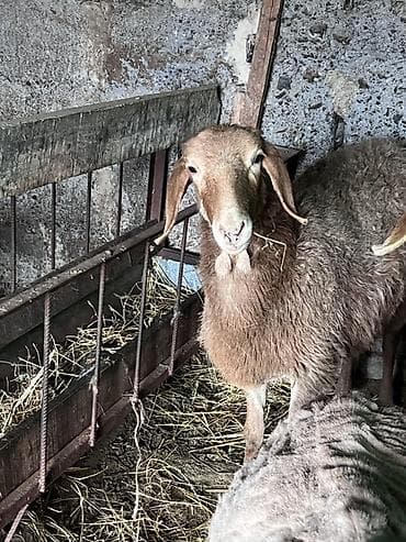 Башка жаныбарлар: Сатам | Ургаачы кой (ургаачы) | Көбөйтүү үчүн — 4