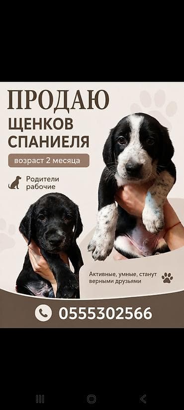 Иттер: Щенки спаниеля, возраст 2 месяца. - Порода: спаниель - Возраст: 2 — 1