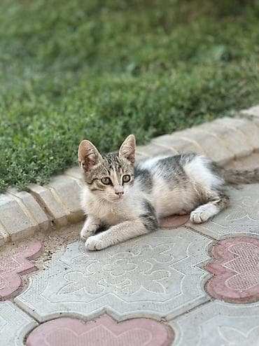 грызуны домашние: 🐱 Отдам котят в добрые руки БЕСПЛАТНО! Даром 😔💔. Очень срочно! Ищем — 3