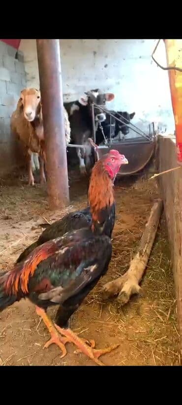 животные в добрые руки: Продаю | Куры | Бойцовая | Для разведения — 6