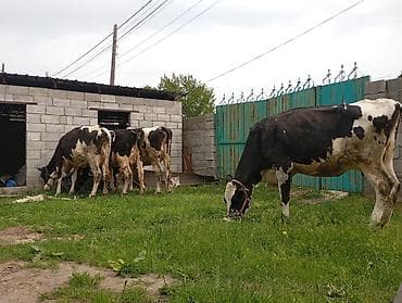 порода голштин: Продаю | Корова (самка) | Для молока | Привязанные — 5