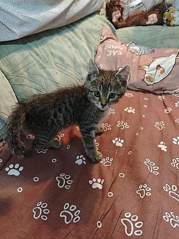 латок для кота: Кошка даром: Беспородная, 2 месяца, Мальчик, С прививками, Приучена к лотку, Проглистована — 2