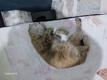 продам котят: Котята — пара очаровательных малышей Описание: - Два котёнка из — 6