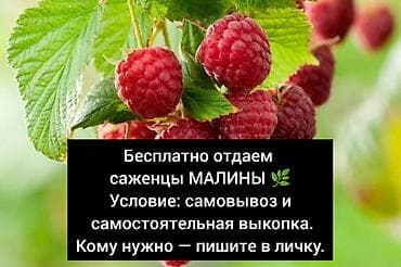 фрукт: Саженцы малины — БЕСПЛАТНО. с. Кой -Таш Особенности: - сортовая — 1