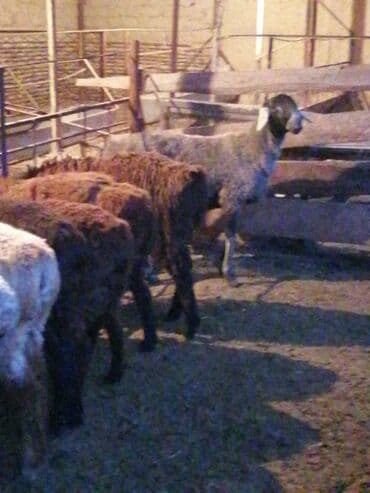 срочно в связи с переездом: Продаю | Баран (самец) | На забой — 5