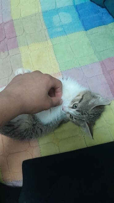 Котёнок, полосато-белый, короткошёрстный. Активный и игривый — любит