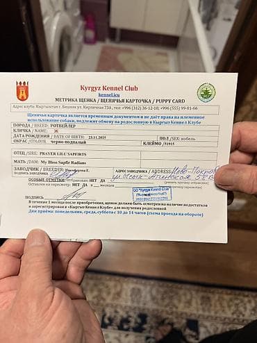 Вязка собак: Ротвейлер, 2 месяца, Самец, С прививкой, С родословной — 5