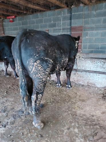 силос камбайн: Продаю | Бык (самец) | Абердин-ангус | На откорм | Привязанные — 4