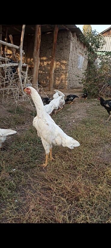 сколько стоит питбуль в бишкеке: Продаю | Куры | Бойцовая | Для разведения — 3