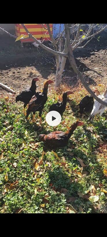 в связи с переездом отдам попугая жако в добрые руки: Продаю | Куры | Бойцовая | Для разведения — 9