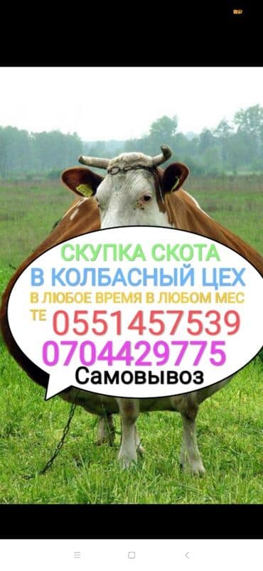 дойный апарат для коров: Куплю | Лошади, кони, Коровы, быки, Другие с/х животные | Круглосуточно, Любое состояние, Забитый — 1