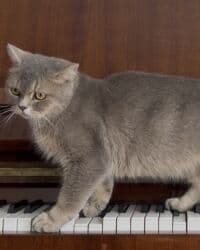 новорожденные котята: Отдам котят даром 🥺 все малыши ласковые и игривые, приручены к лотку — 4