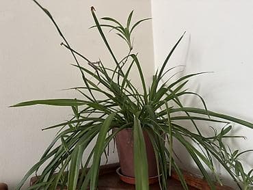 фикус каучуковый: Хлорофитум (Chlorophytum comosum) в горшке - Неприхотливое комнатное — 1