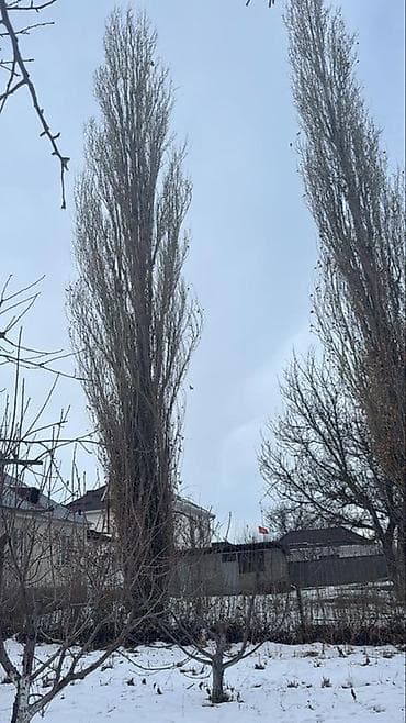 Отдам даром: Бекер берем 2 чон терек. Келип кыйып алып кетишинер керек. Шалта — 2