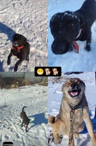 продажа щенков немецкой овчарки с документами в бишкеке: Собака даром: 2 года, Самец — 2