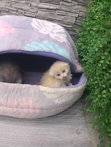 голубая вислоухая кошка: Пушистые котята, домашнего выращивания. - Возраст на фото: примерно — 8