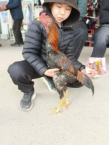 Үй жаныбарлары: Сатам | Короздор | Тебиштирүүчү | Көбөйтүү үчүн — 2