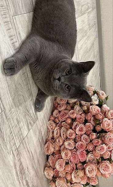 котята простые: Британские короткошёрстные котята, серебристые табби и голубого — 4