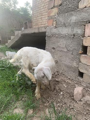 купить ястреба для охоты: Продаю | Козёл (самец), Козлёнок | Для разведения — 7