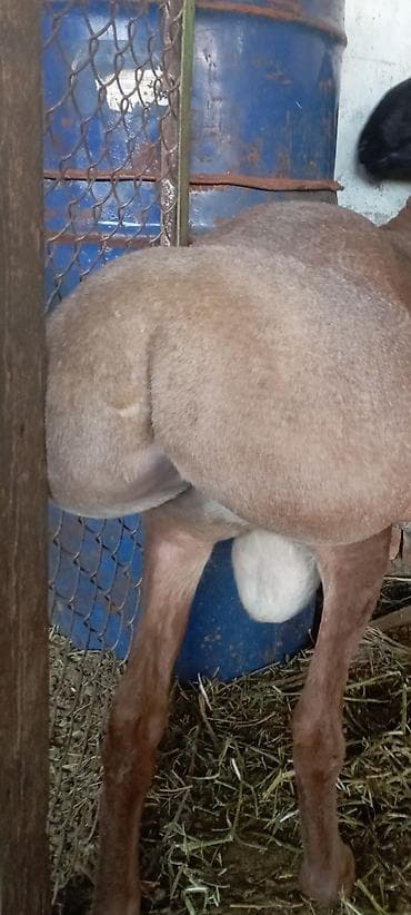 Сатам | Козу, Кочкор (эркек) | Арашан | Көбөйтүү үчүн | Асыл тукумдуу, Жасалма жол менен боозутуу — 2