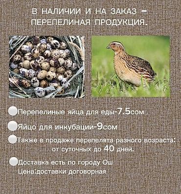 купить мёд с пасеки: Перепелиная продукция — в наличии и на заказ. - Перепелиные яйца для — 1
