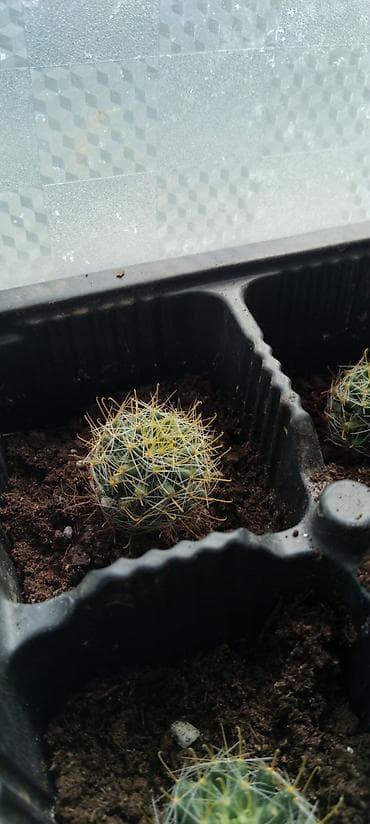 Комнатные розы: Кактусы-малыши! Предлагаю молодые кактусы, выращенные в домашних — 1