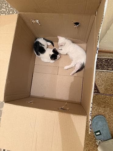 возьму котенка: Котёнок-девочка. Окрас - белый. С мягкой густой шерстью. Носик и ушки — 2