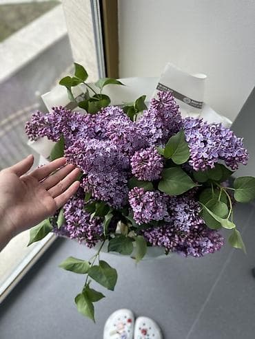 Сирень пышный букет за 2000с !!!!!