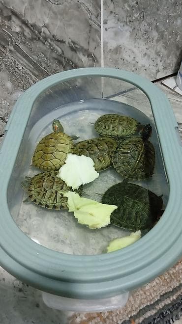 ат баши: Черепашки! аквариумные! не капризные! характерные красные пятна у — 2