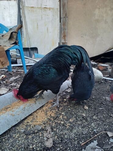 куры доминант: Продаю | Куры | Домашняя | Для разведения — 8