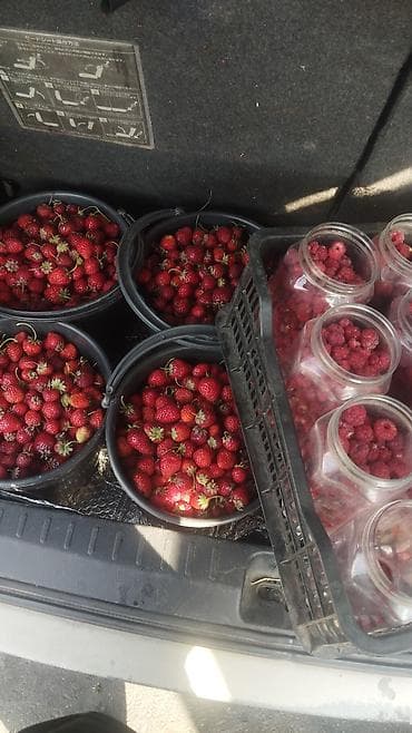 Рассады клубники сорт альбионмурано,клери,и черный долгоиграющий с at lalafo.kg Рассады клубники сорт альбионмурано,клери,и черный долгоиграющий с