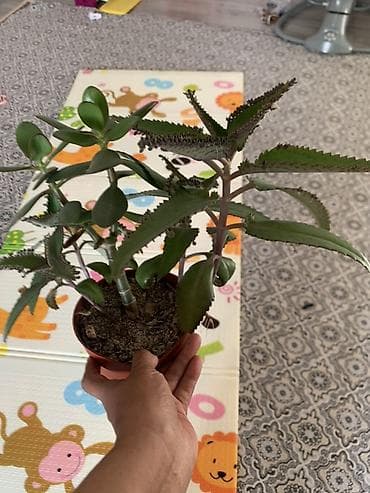 для круп: Комнатные растения в горшках: 1) Молочай Миля (Euphorbia milii — 5