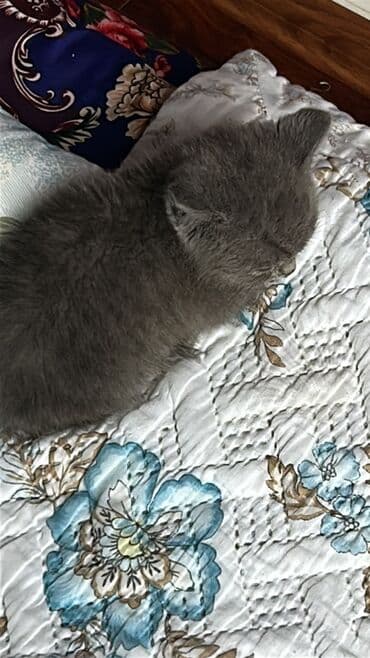 сколько стоит вислоухий котёнок: Скотиш Страйт (Шотландиялык тик кулактуу), 1 айлык, Эркек, Боз, Лотокко барууга үйрөтүлгөн, Курттардан тазаланган, Документтери менен — 1