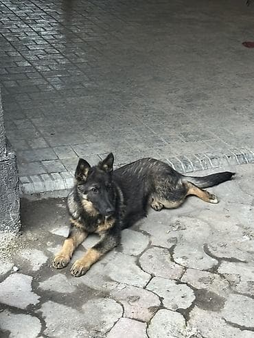 ротвейлеры щенки: Немецкая овчарка, полукровка 3 месяца - Окрас: чепрачный, насыщённые — 1