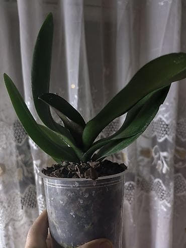 Орхидея фаленопсис в прозрачном пластиковом горшке. Описание: -