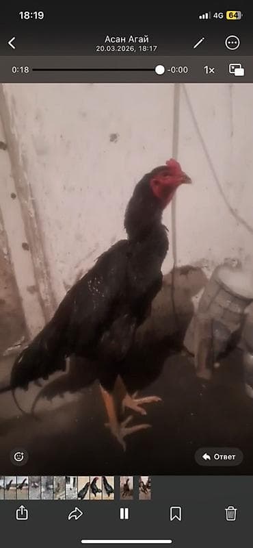 в связи с переездом отдам попугая жако в добрые руки: Продаю | Петух | Бойцовая | Для разведения — 3