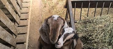 чешские козы: Продаю | Козлёнок | Полукровка | Для разведения | Племенные — 2