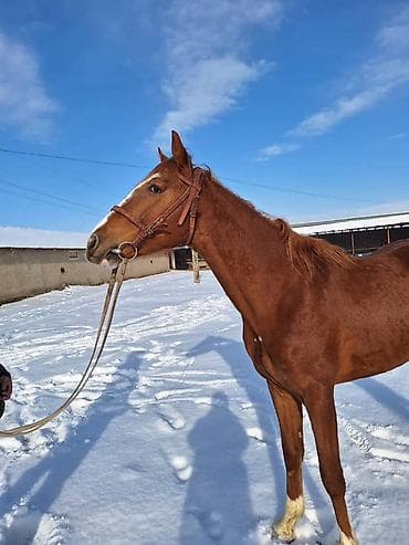 бее ат: Сатам | Байтал | Ат спорту | Асыл тукумдуу — 3