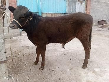 сементал уйлар: Продаю | Бык (самец) | На откорм | Привязанные — 2