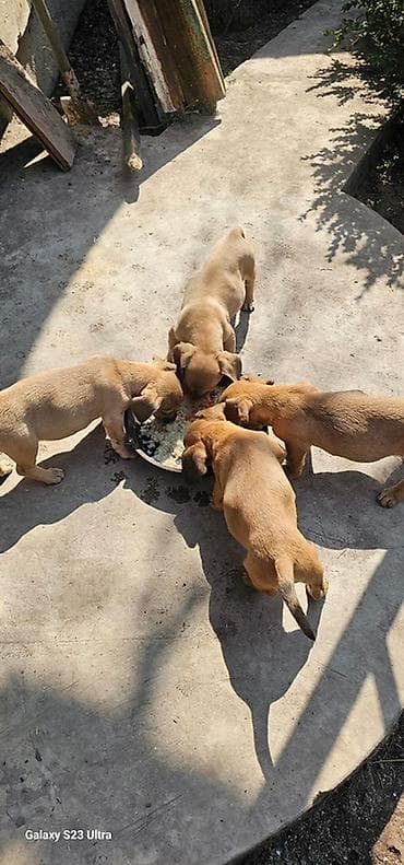 сколько стоит чихуахуа в бишкеке: Щенки смешанной породы - Окрас: рыжий/палевый с тёмной мордочкой. - — 4