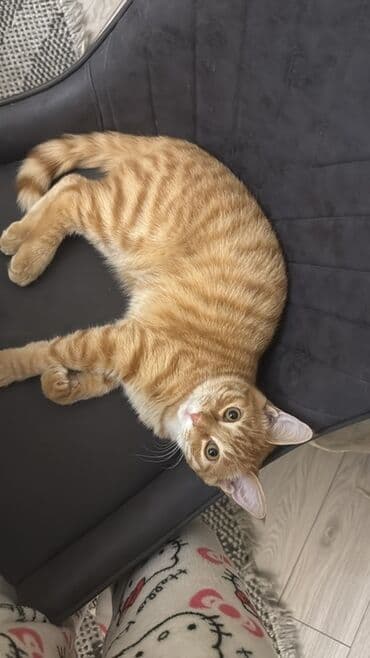 домашние кошки: Кошка даром: Беспородная, 9 месяцев, Мальчик, Кастрирована, Метис, Приучена к лотку — 2