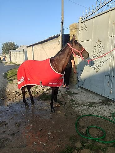 Корма для с/х животных: Продаю | Кобыла (самка) | Английская | Конный спорт — 5