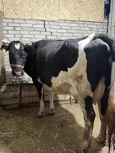 корова порода ала тоо: Продаю | Корова (самка) | Полукровка, Голштин, Алатауская | Для разведения, Для молока — 7