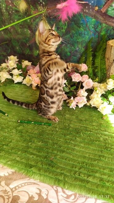бенгальский леопардовый кот: Бенгальский котик Мальчик. 5мес. Невероятно красивый контрастный с — 11
