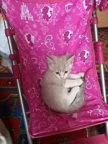кошки сфинксы: Отдам котят в добрые руки ❤️ Котята домашние, окрас на выбор: - — 6