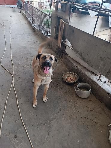 Аквариумы: Собака даром: Дворняжка, 2 года, Самец — 3