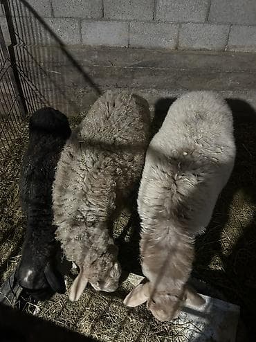 куры нешушки: Продаю | Ягненок | Для разведения — 2